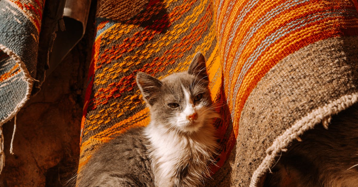 How much should a rug in Morocco cost?